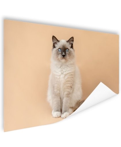 FotoCadeau.nl - Portret van pluizige kat Poster 90x60 cm - Foto print op Poster (wanddecoratie)