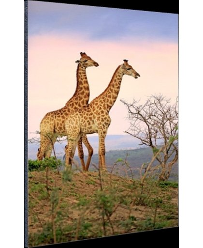 Giraffes fotoafdruk Aluminium 120x180 cm - Foto print op Aluminium (metaal wanddecoratie)
