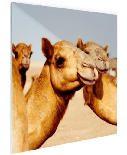 FotoCadeau.nl - Kamelen op zandvlakte in Dubai Glas 50x50 cm - Foto print op Glas (Plexiglas wanddecoratie)