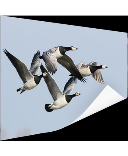 FotoCadeau.nl - Vier ganzen in de lucht Poster 150x75 cm - Foto print op Poster (wanddecoratie)