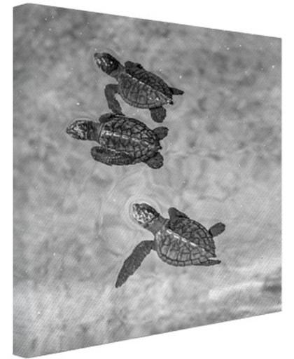 FotoCadeau.nl - Schildpadden zwart-wit foto Canvas 60x80 cm - Foto print op Canvas schilderij (Wanddecoratie)