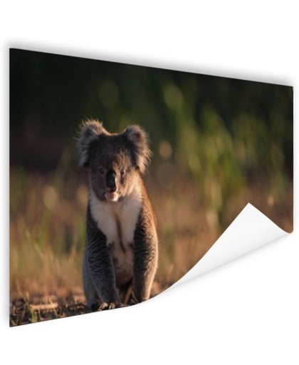FotoCadeau.nl - Koala op de grond zonsondergang Poster 90x60 cm - Foto print op Poster (wanddecoratie)