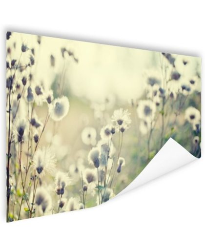 FotoCadeau.nl - Witte bloemen in veld Poster 150x75 cm - Foto print op Poster (wanddecoratie)