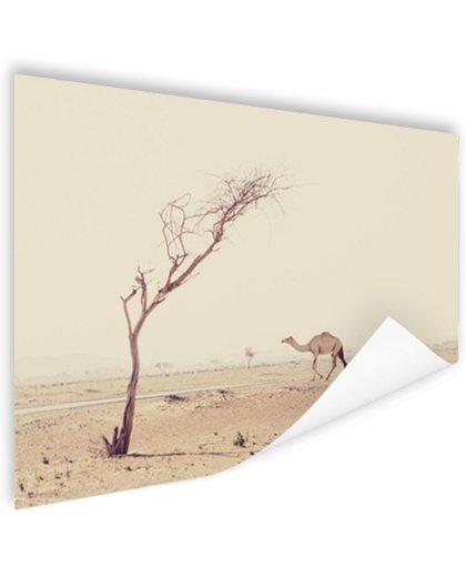 FotoCadeau.nl - Kameel wandelt over woestijnweg in Dubai Poster 120x80 cm - Foto print op Poster (wanddecoratie)