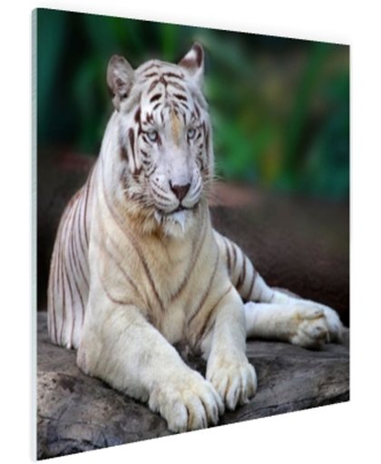 FotoCadeau.nl - Witte tijger Glas 60x40 cm - Foto print op Glas (Plexiglas wanddecoratie)