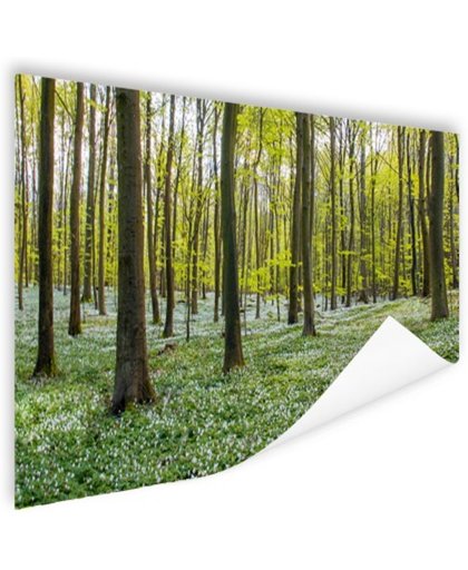 FotoCadeau.nl - Foto van bos in de lente Poster 60x40 cm - Foto print op Poster (wanddecoratie)