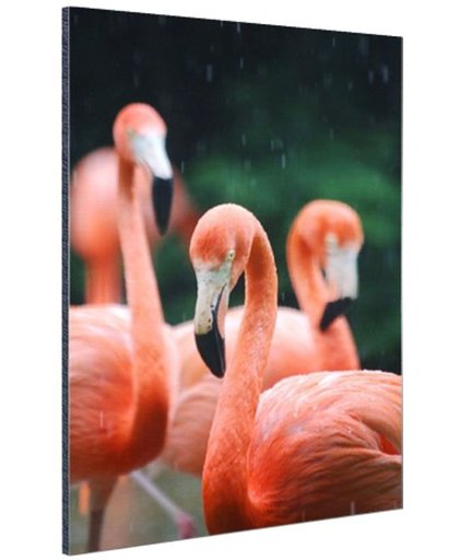 FotoCadeau.nl - Flamingos in de regen Aluminium 60x90 cm - Foto print op Aluminium (metaal wanddecoratie)