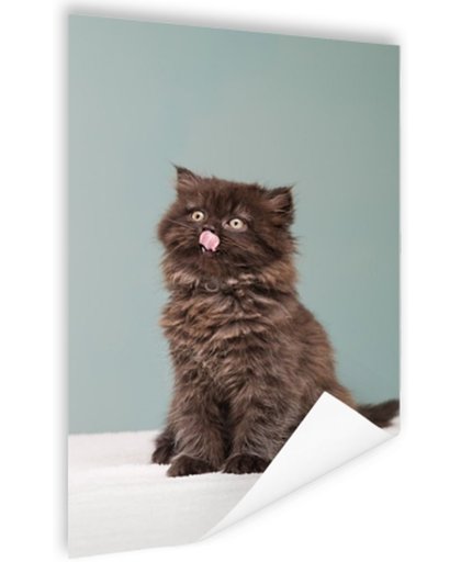 FotoCadeau.nl - Perzisch katje steekt tong uit Poster 80x120 cm - Foto print op Poster (wanddecoratie)