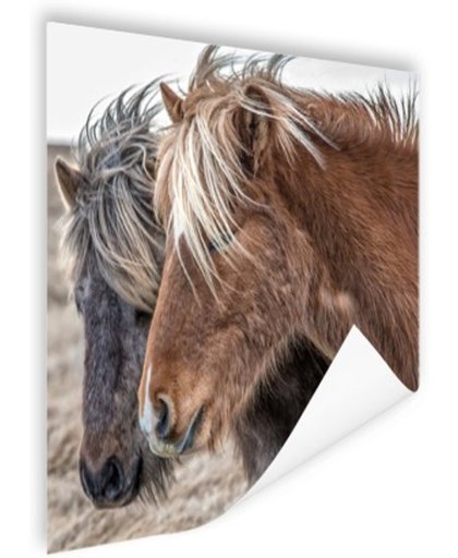 FotoCadeau.nl - IJslandse paarden Poster 75x75 cm - Foto print op Poster (wanddecoratie)
