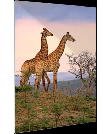 FotoCadeau.nl - Giraffes fotoafdruk Glas 80x120 cm - Foto print op Glas (Plexiglas wanddecoratie)