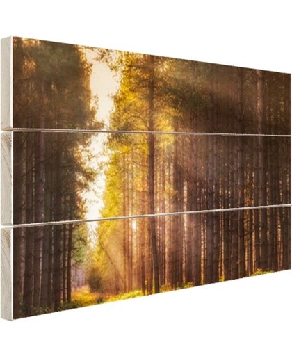 FotoCadeau.nl - Zonnestralen langs hoge bomen Hout 120x80 cm - Foto print op Hout (Wanddecoratie)