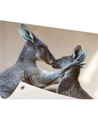 FotoCadeau.nl - Twee kangoeroes kussen met elkaar Tuinposter 200x100 cm - Foto op Tuinposter (tuin decoratie)