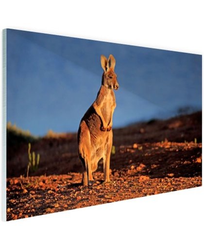 FotoCadeau.nl - Rode kangoeroe in nationaal park Glas 120x80 cm - Foto print op Glas (Plexiglas wanddecoratie)