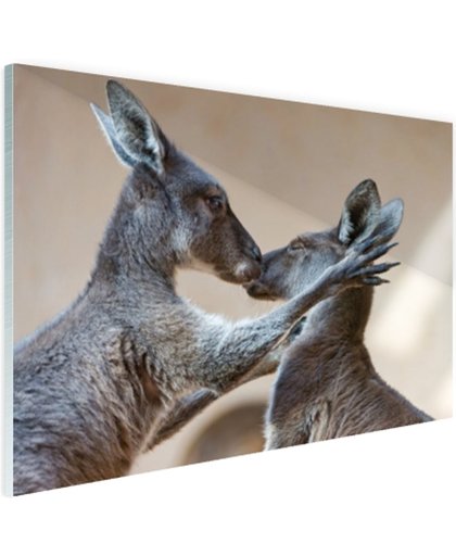 FotoCadeau.nl - Twee kangoeroes kussen met elkaar Glas 90x60 cm - Foto print op Glas (Plexiglas wanddecoratie)