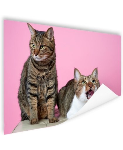 FotoCadeau.nl - Twee katten voor roze achtergrond Poster 150x75 cm - Foto print op Poster (wanddecoratie)