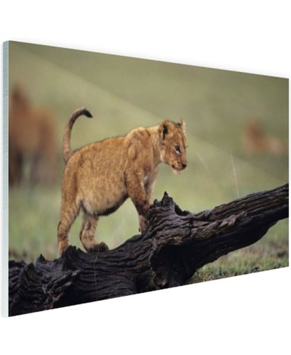 FotoCadeau.nl - Jong leeuwtje in Kenia Glas 30x20 cm - Foto print op Glas (Plexiglas wanddecoratie)