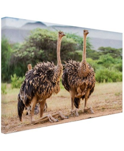 FotoCadeau.nl - Vrouwelijke struisvogels Canvas 60x40 cm - Foto print op Canvas schilderij (Wanddecoratie)