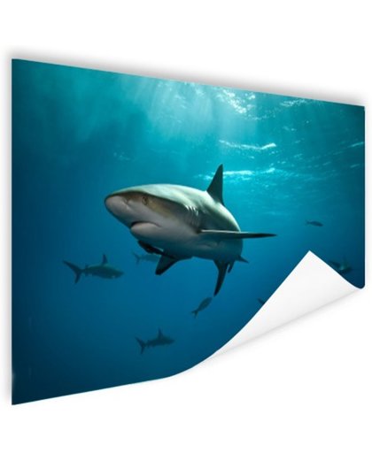 FotoCadeau.nl - Groep haaien Poster 150x75 cm - Foto print op Poster (wanddecoratie)