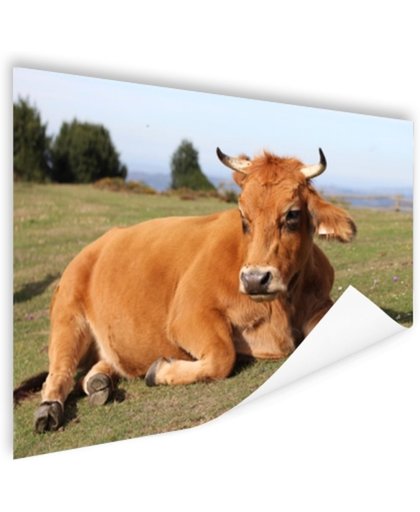 FotoCadeau.nl - Rustende koe met horens Poster 180x120 cm - Foto print op Poster (wanddecoratie)