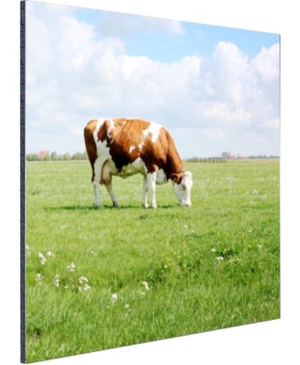 FotoCadeau.nl - Bruin-witte koe in de wei Aluminium 50x50 cm - Foto print op Aluminium (metaal wanddecoratie)
