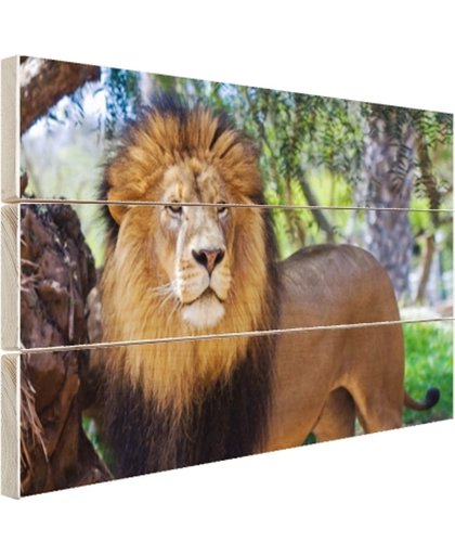 FotoCadeau.nl - Staande mannelijke leeuw Hout 120x80 cm - Foto print op Hout (Wanddecoratie)
