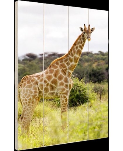 FotoCadeau.nl - Giraf in de natuur Hout 80x120 cm - Foto print op Hout (Wanddecoratie)