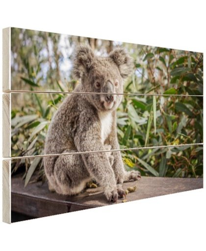 FotoCadeau.nl - Zittende koala in Australie Hout 60x40 cm - Foto print op Hout (Wanddecoratie)