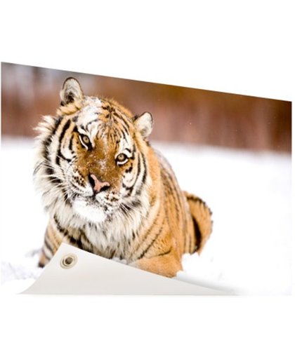 FotoCadeau.nl - Amur tijger in de sneeuw Tuinposter 120x80 cm - Foto op Tuinposter (tuin decoratie)