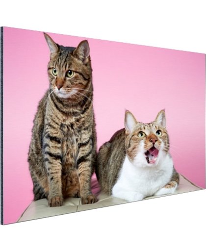 FotoCadeau.nl - Twee katten voor roze achtergrond Aluminium 60x40 cm - Foto print op Aluminium (metaal wanddecoratie)