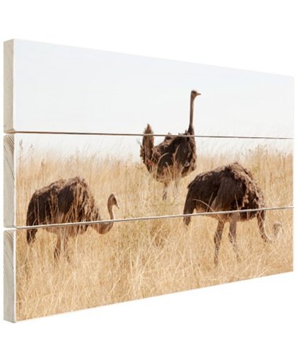 FotoCadeau.nl - Struisvogels op een grasveld Hout 60x40 cm - Foto print op Hout (Wanddecoratie)