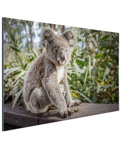 Zittende koala in Australie Aluminium 180x120 cm - Foto print op Aluminium (metaal wanddecoratie)