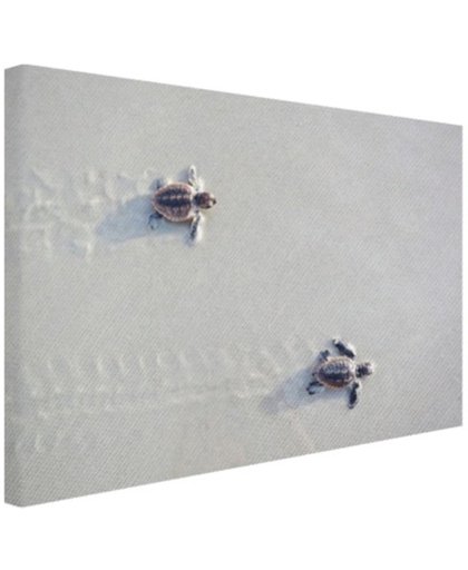 FotoCadeau.nl - Twee kleine schildpadden Canvas 120x80 cm - Foto print op Canvas schilderij (Wanddecoratie)