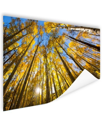 FotoCadeau.nl - Gele bladeren aan de bomen in het bos Poster 150x75 cm - Foto print op Poster (wanddecoratie)