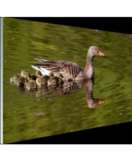 FotoCadeau.nl - Ganzen in het water Glas 60x40 cm - Foto print op Glas (Plexiglas wanddecoratie)