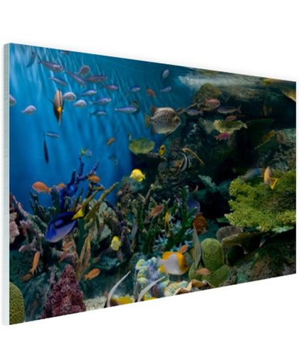 FotoCadeau.nl - Levendige onderwaterwereld Glas 90x60 cm - Foto print op Glas (Plexiglas wanddecoratie)