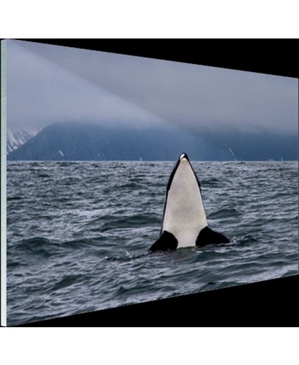 FotoCadeau.nl - Orka boven water Glas 30x20 cm - Foto print op Glas (Plexiglas wanddecoratie)