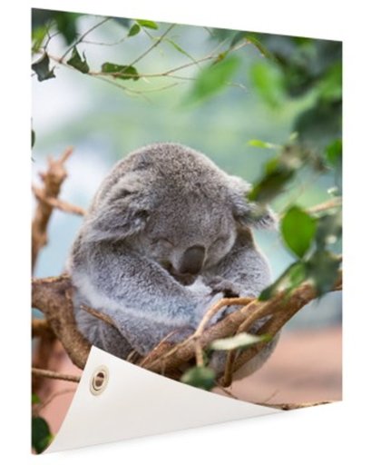 FotoCadeau.nl - Zittende koala met bladeren Tuinposter 100x200 cm - Foto op Tuinposter (tuin decoratie)