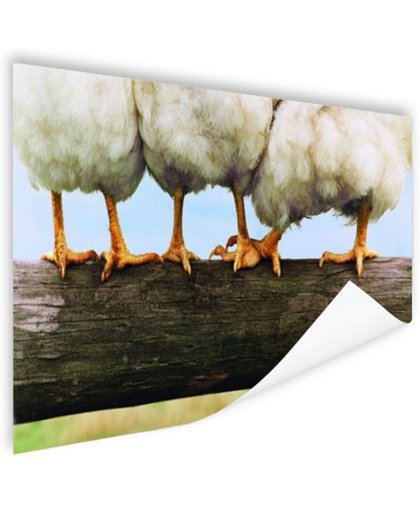 FotoCadeau.nl - Foto kippenpoten afdruk Poster 60x40 cm - Foto print op Poster (wanddecoratie)