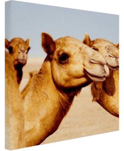 FotoCadeau.nl - Kamelen op zandvlakte in Dubai Canvas 50x50 cm - Foto print op Canvas schilderij (Wanddecoratie)