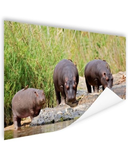 FotoCadeau.nl - Nijlpaarden naast elkaar in Zuid-Afrika Poster 120x80 cm - Foto print op Poster (wanddecoratie)