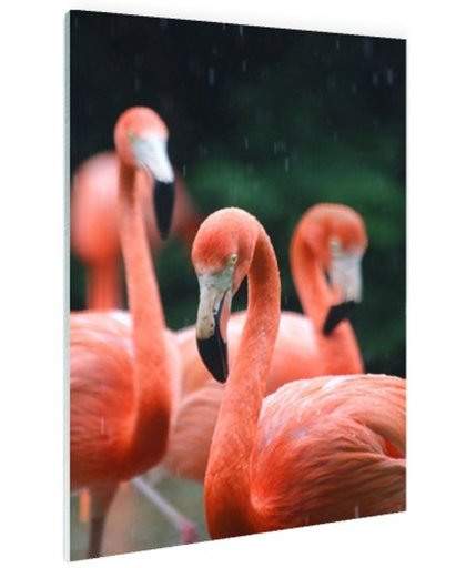 FotoCadeau.nl - Flamingos in de regen Glas 80x120 cm - Foto print op Glas (Plexiglas wanddecoratie)