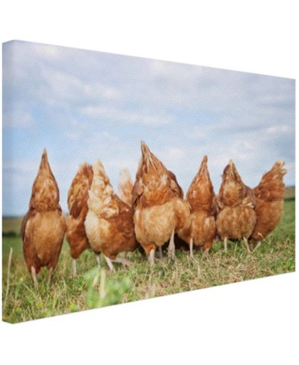 Kippen in het veld Canvas 180x120 cm - Foto print op Canvas schilderij (Wanddecoratie)