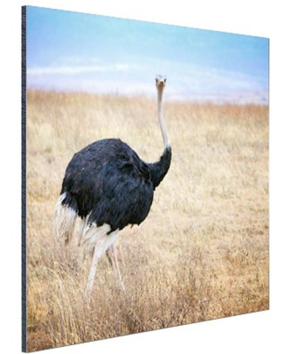 Portret mannelijke struisvogel Aluminium 180x120 cm - Foto print op Aluminium (metaal wanddecoratie)