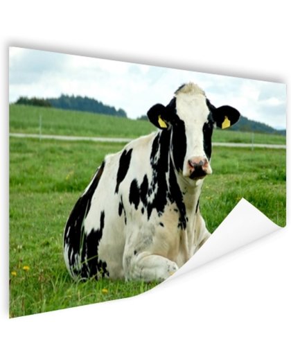 FotoCadeau.nl - Rustende Holsteinkoe Poster 180x120 cm - Foto print op Poster (wanddecoratie)