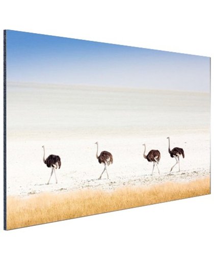 Struisvogels in de natuur foto Aluminium 180x120 cm - Foto print op Aluminium (metaal wanddecoratie)