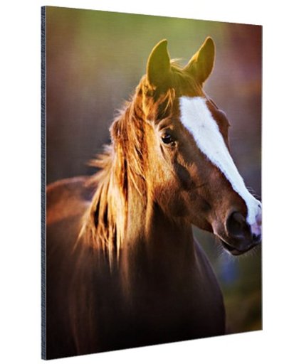 FotoCadeau.nl - Portret van paard afdruk Aluminium 20x30 cm - Foto print op Aluminium (metaal wanddecoratie)