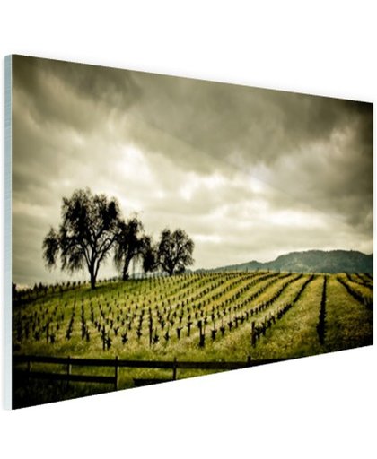 FotoCadeau.nl - Vroege wijngaarden in de Napa Valley Glas 120x80 cm - Foto print op Glas (Plexiglas wanddecoratie)