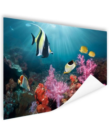 FotoCadeau.nl - Kleurig koraal Poster 150x75 cm - Foto print op Poster (wanddecoratie)