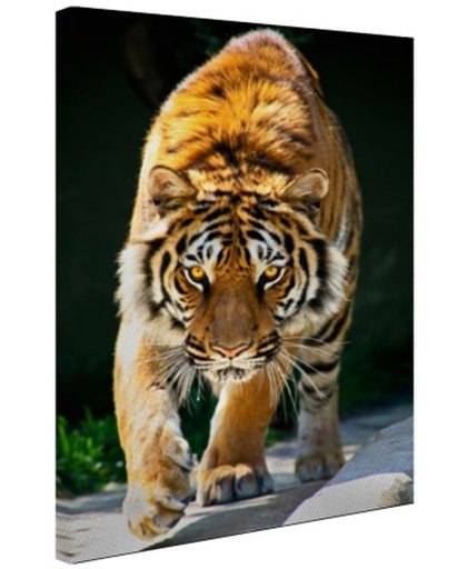 Sluipende tijger Canvas 120x180 cm - Foto print op Canvas schilderij (Wanddecoratie)