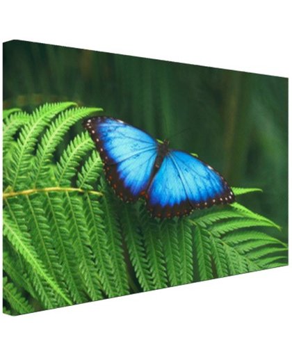 Morpho vlinder Canvas 180x120 cm - Foto print op Canvas schilderij (Wanddecoratie)